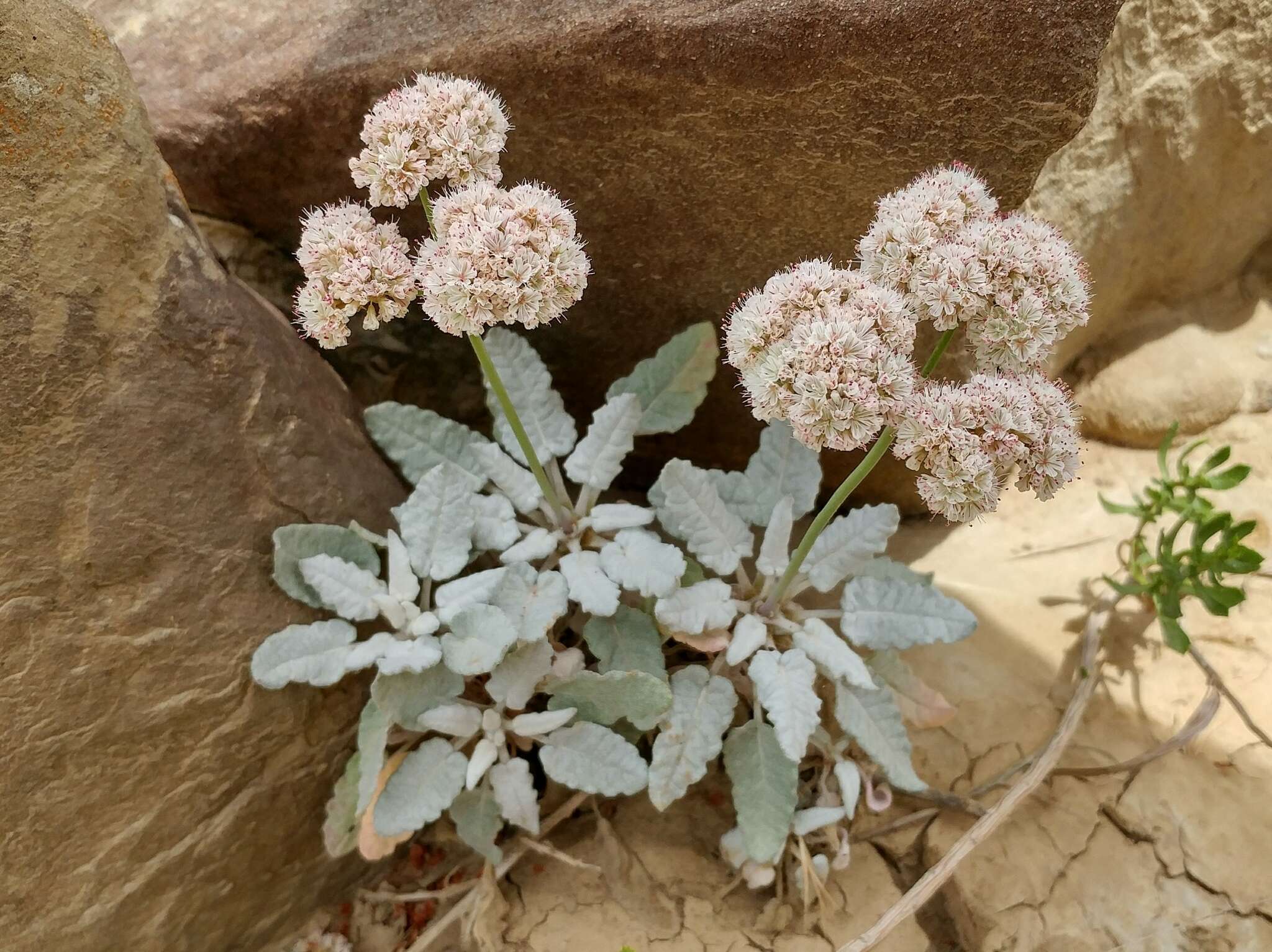 Image of San Nicolas Island buckwheat