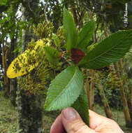 Sivun Caldcluvia paniculata D. Don kuva