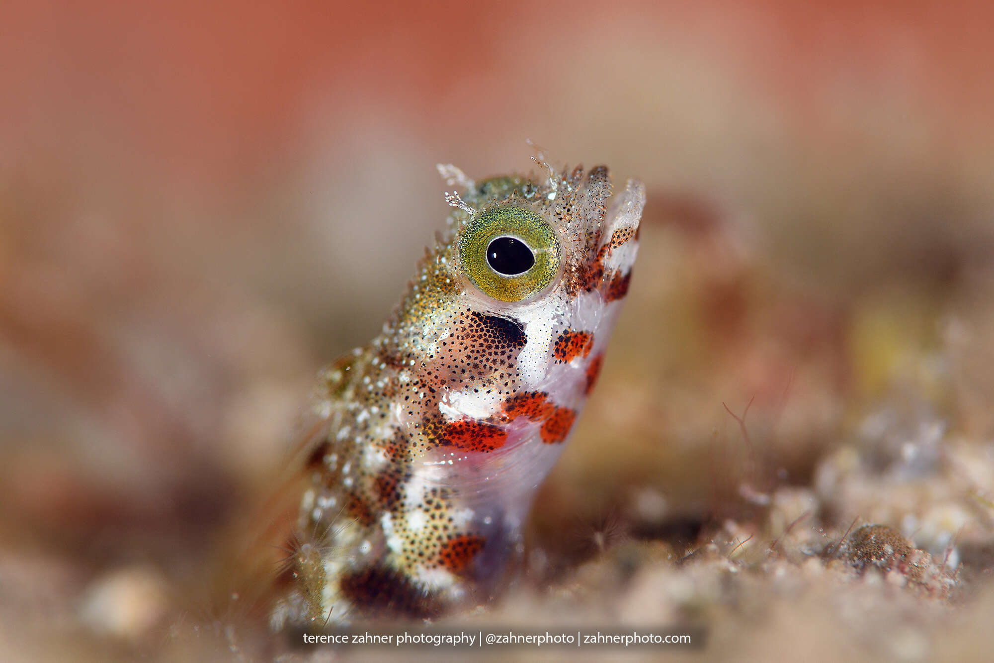 Image of Spiny blenny