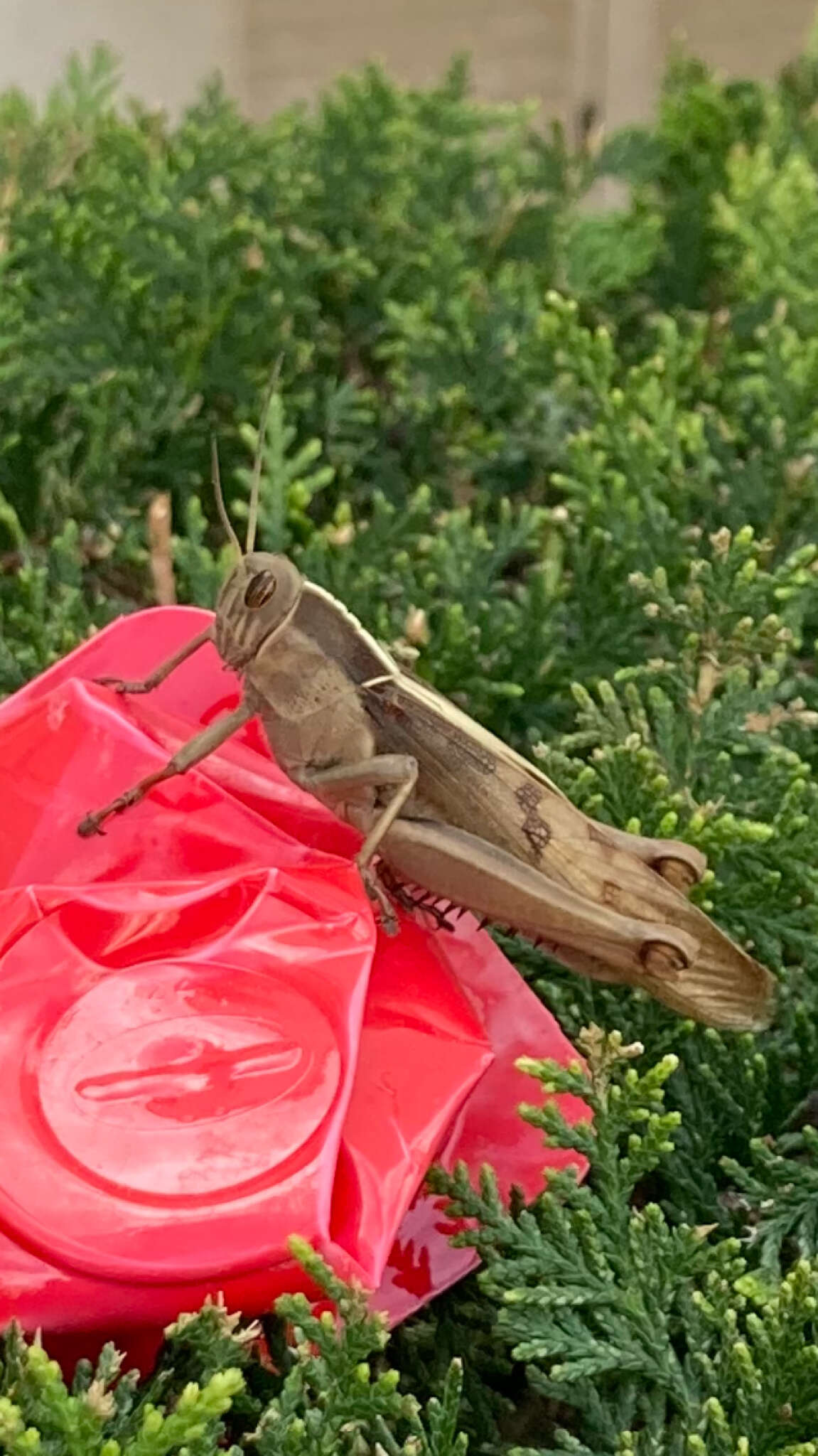 Image of Acanthacris ruficornis citrina (Serville 1838)