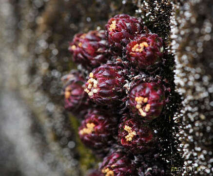 Imagem de Saxifraga boussingaultii Brongn.