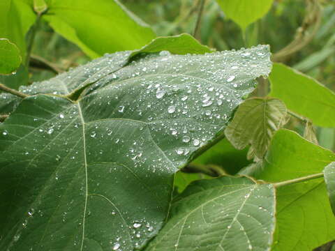 Image of kudzu