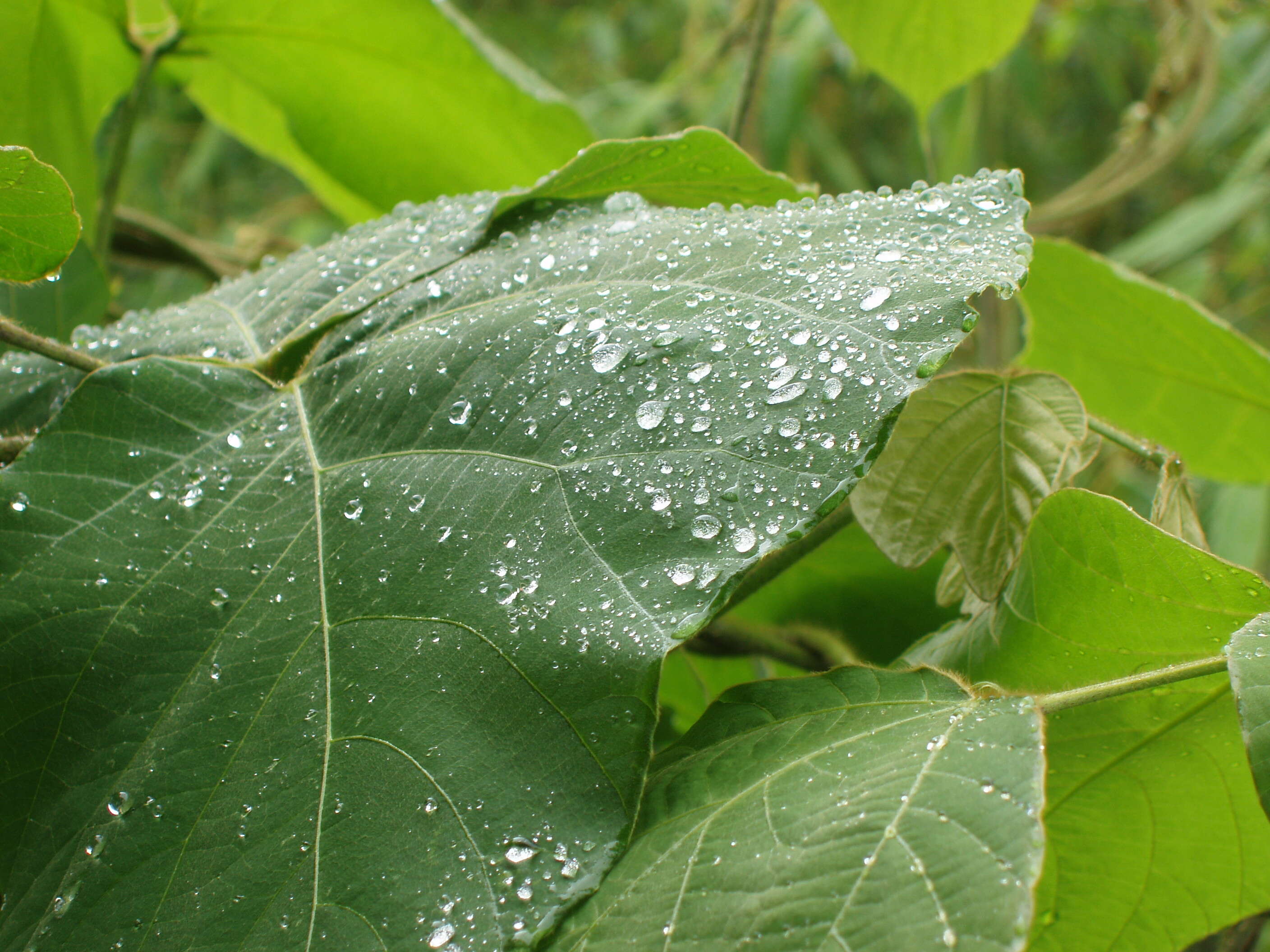 Image de Pueraria montana (Lour.) Merr.