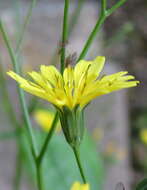 Image of nipplewort