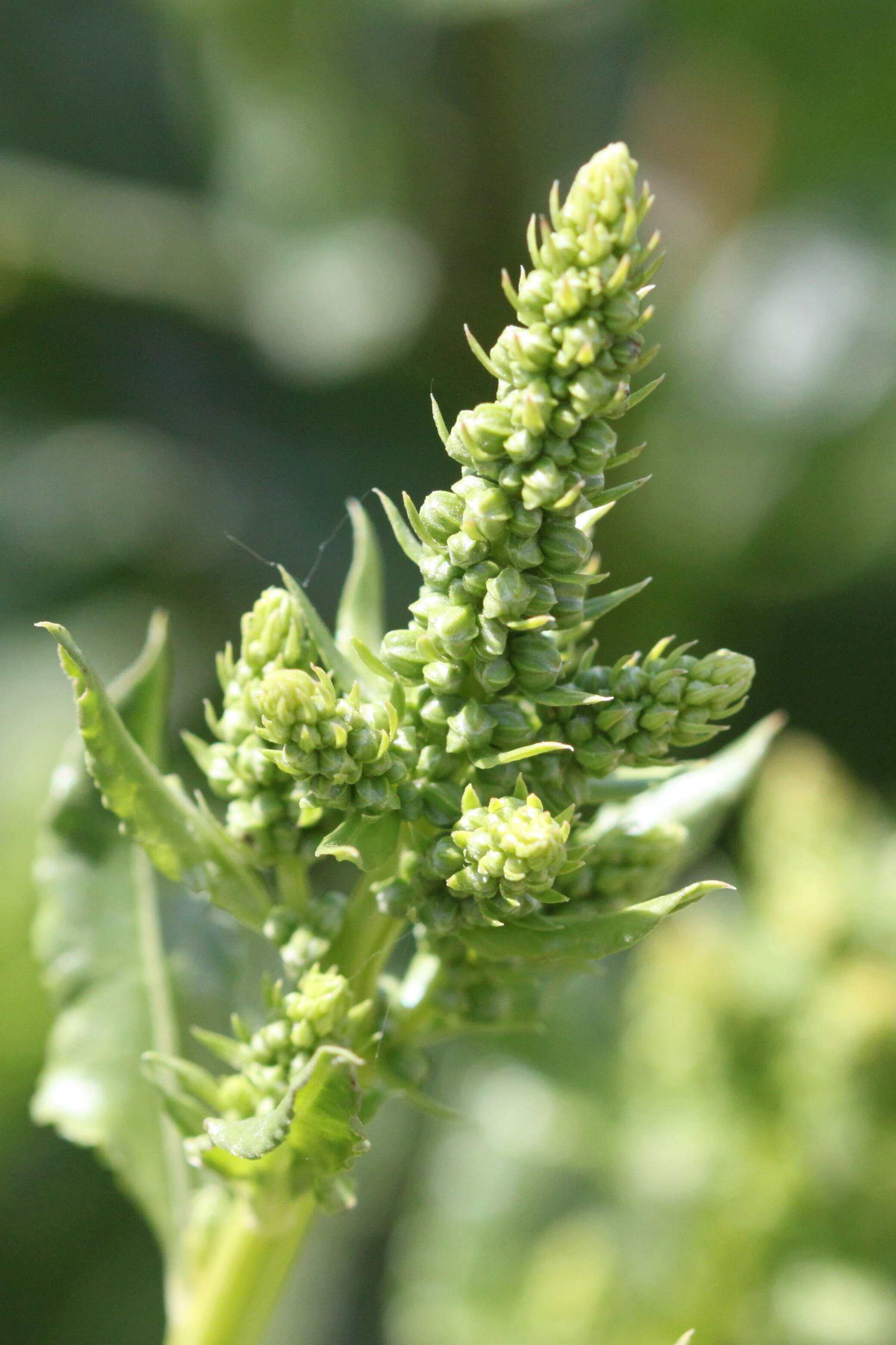 Image of sea beet