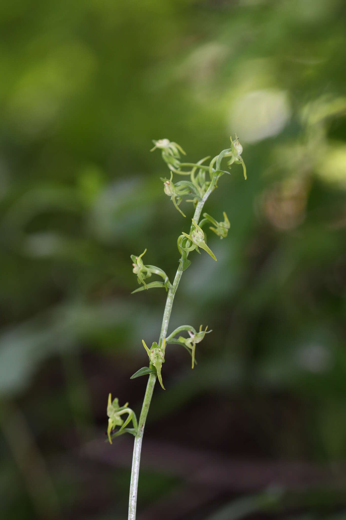 Imagem de Platanthera maximowicziana Schltr.