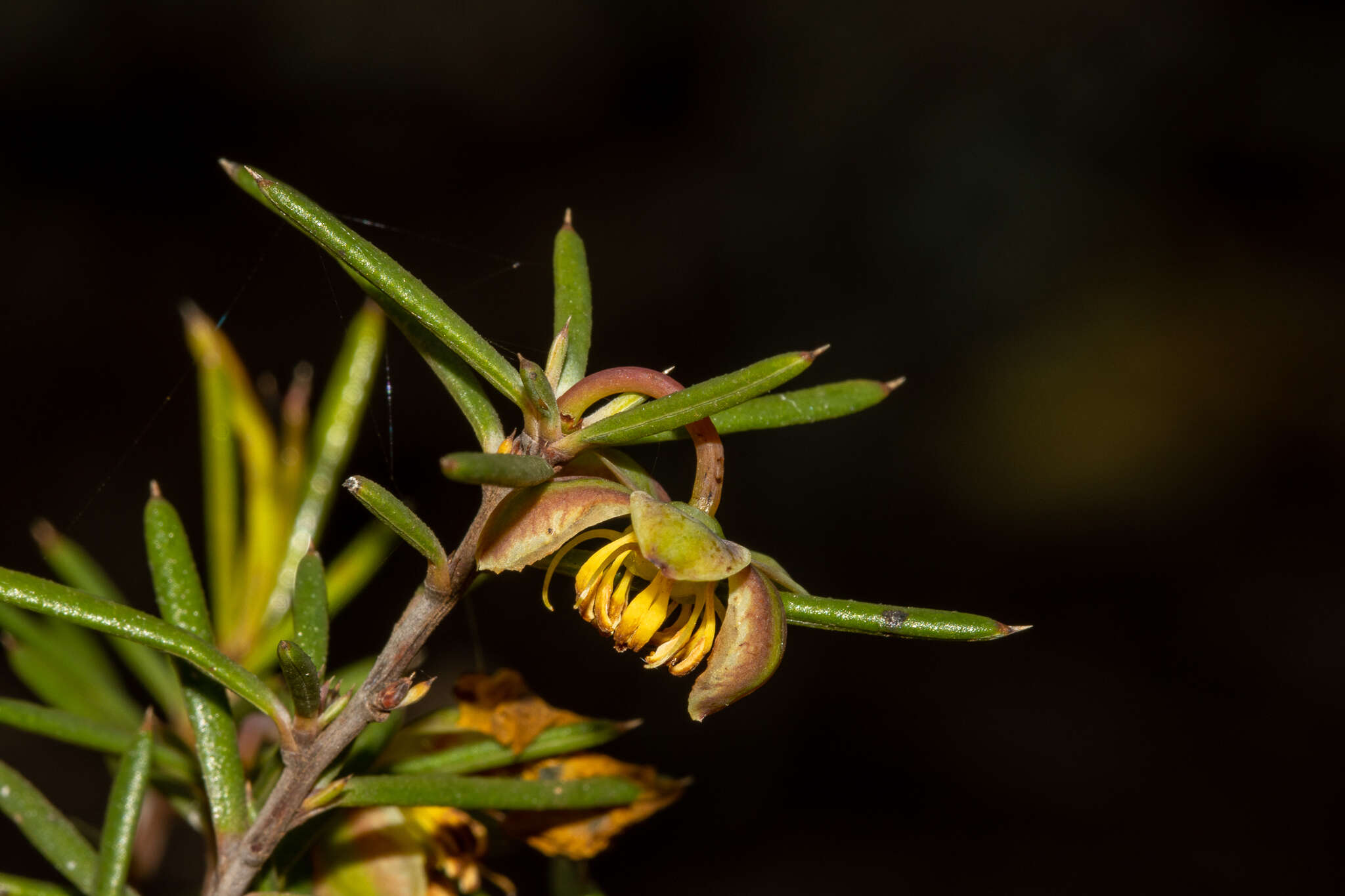 Image of Hibbertia exasperata (Steudel) Briq.