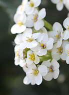 Image of sea kale