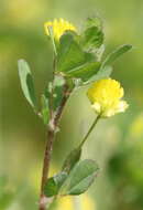 Image of field clover