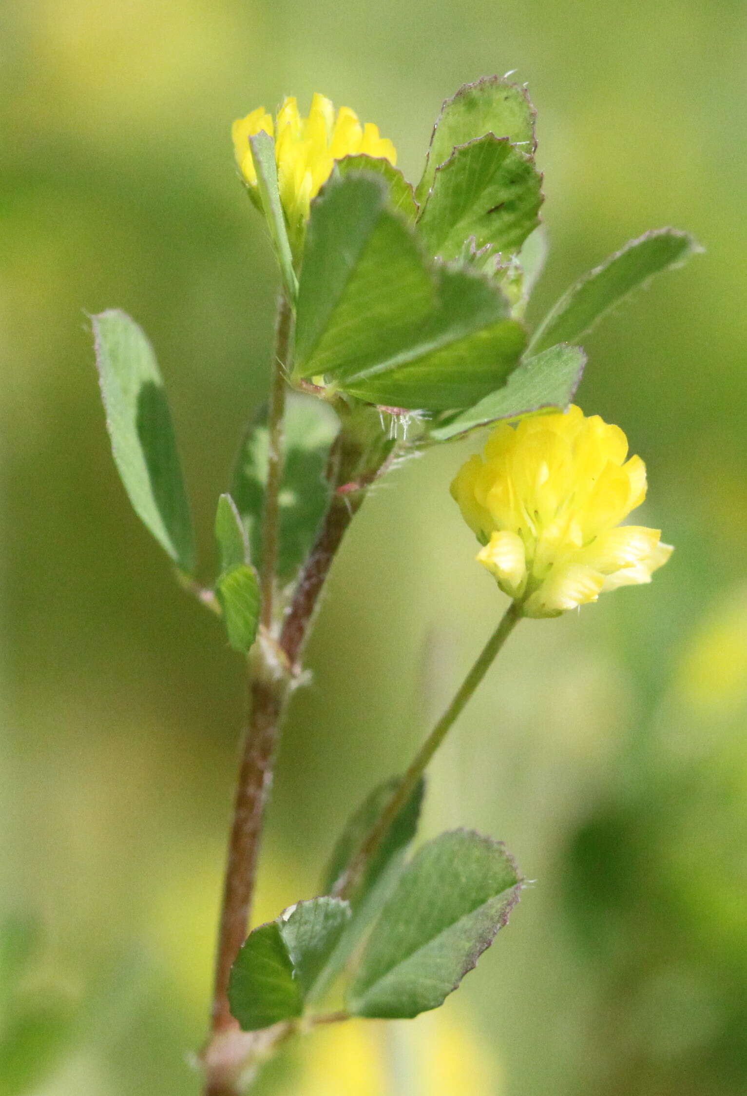 Image of field clover