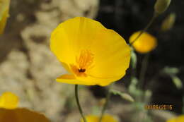 Image of Eschscholzia androuxii Still