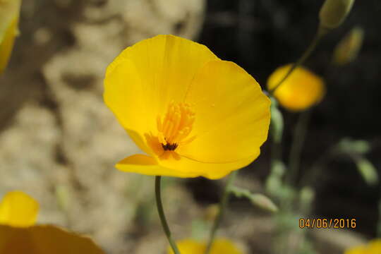 Imagem de Eschscholzia androuxii Still