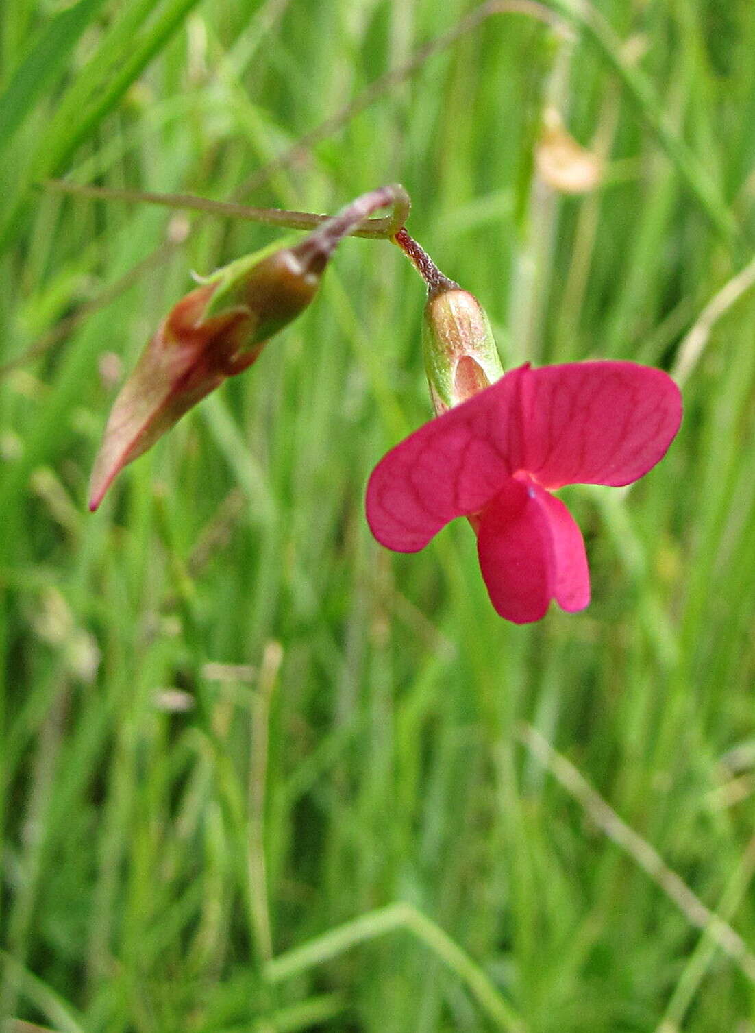 Image of Grass Vetchling