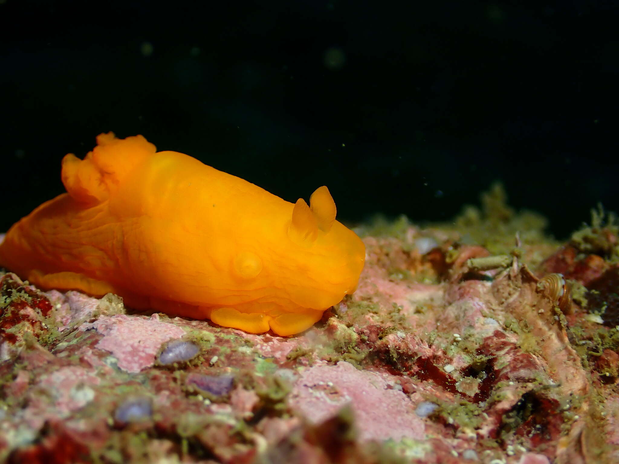 Image of Gymnodoris inornata (Bergh 1880)