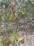 Image of Stylidium pilosum (Labill.) Labill.