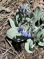 Image of Macdougal's bluebells