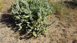 Image de Cylindropuntia bernardina