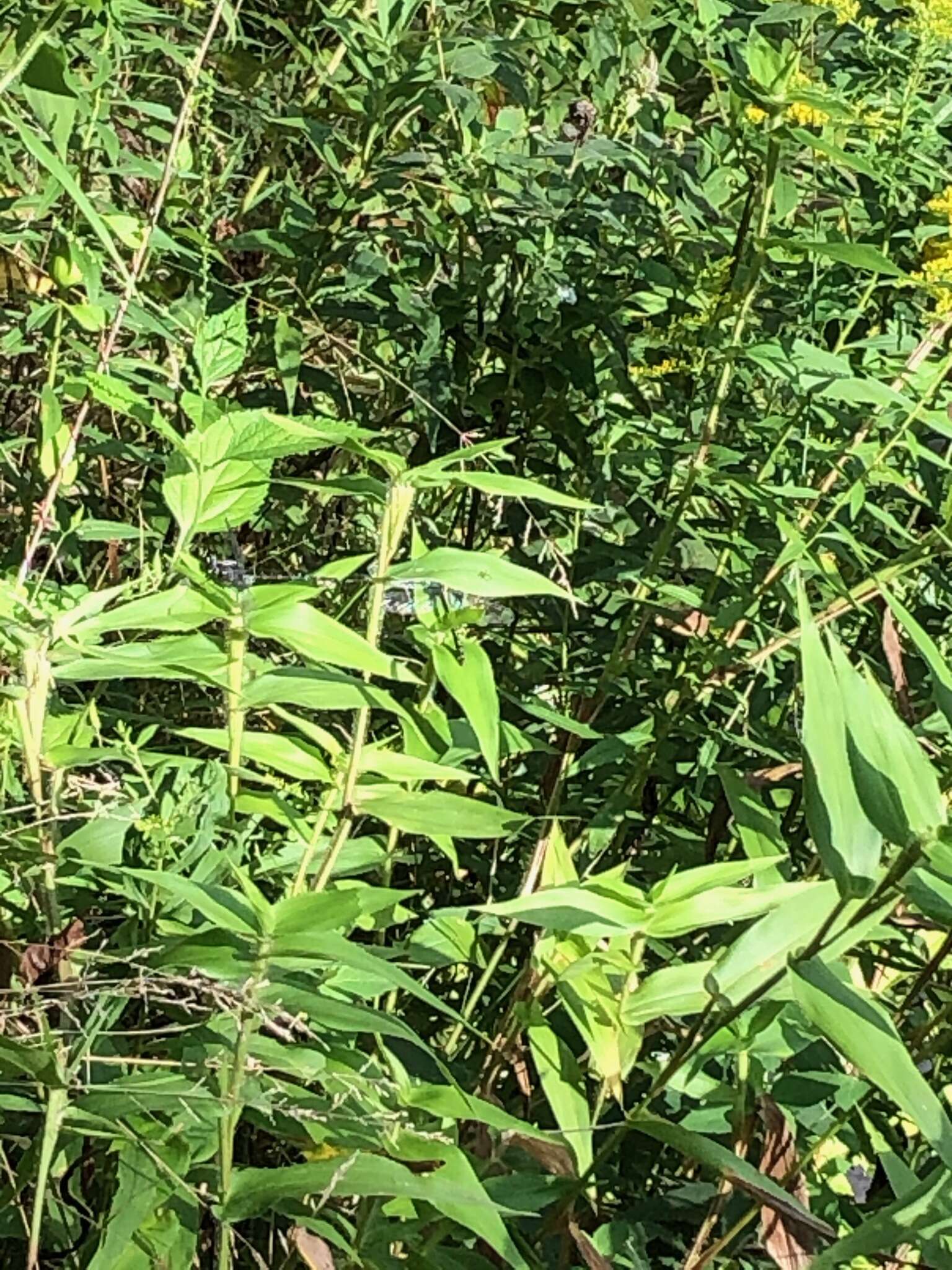 Image of Riverine Clubtail