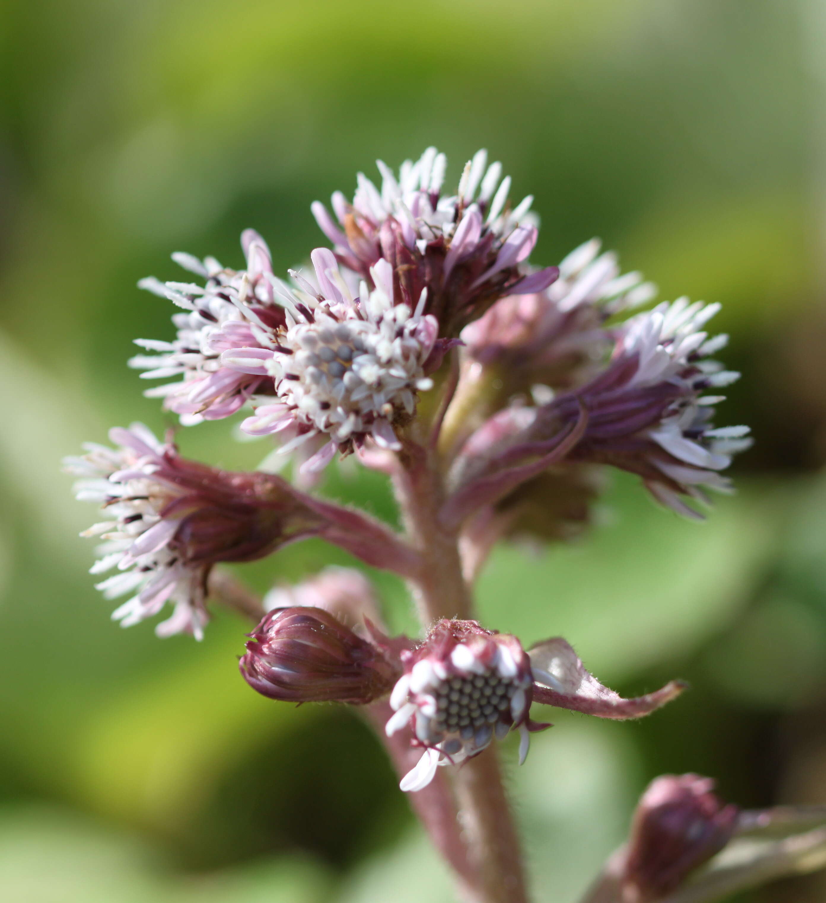 Image of Winter heliotrope