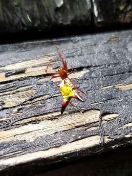 Image of Arrowshaped Micrathena