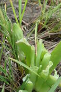 Image of Trachyandra ciliata (L. fil.) Kunth