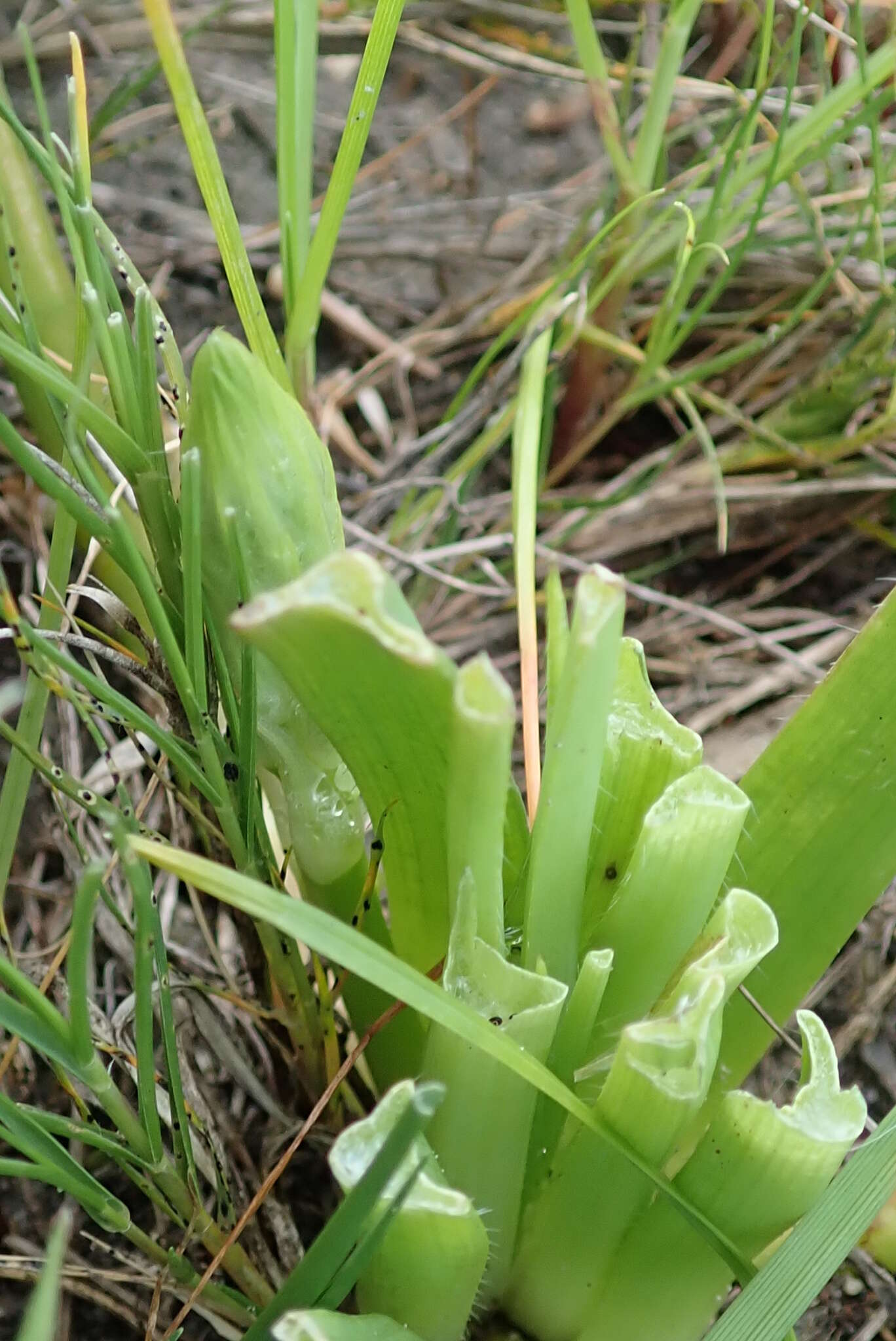 Image of Trachyandra ciliata (L. fil.) Kunth