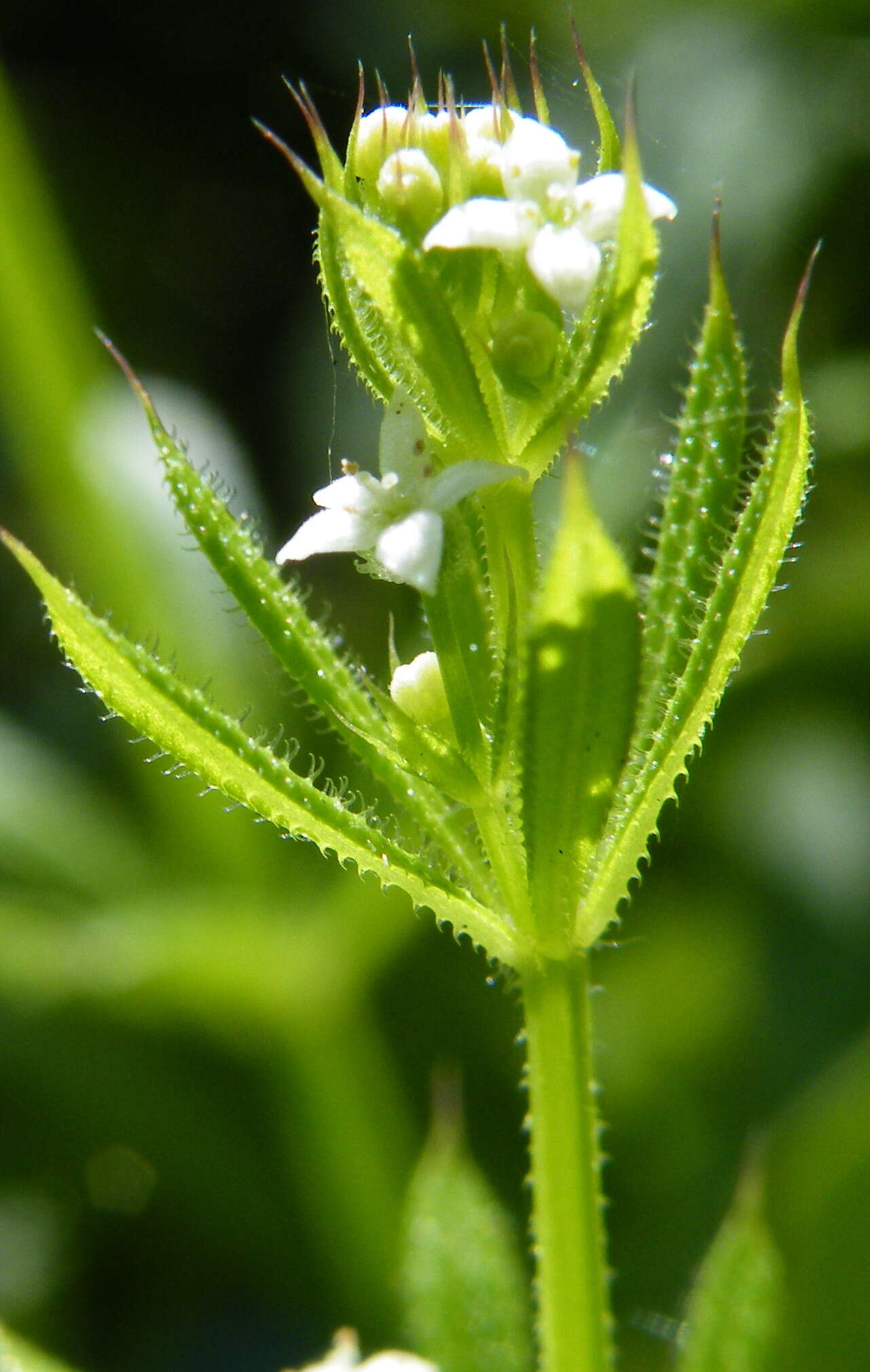 Plancia ëd Galium aparine L.