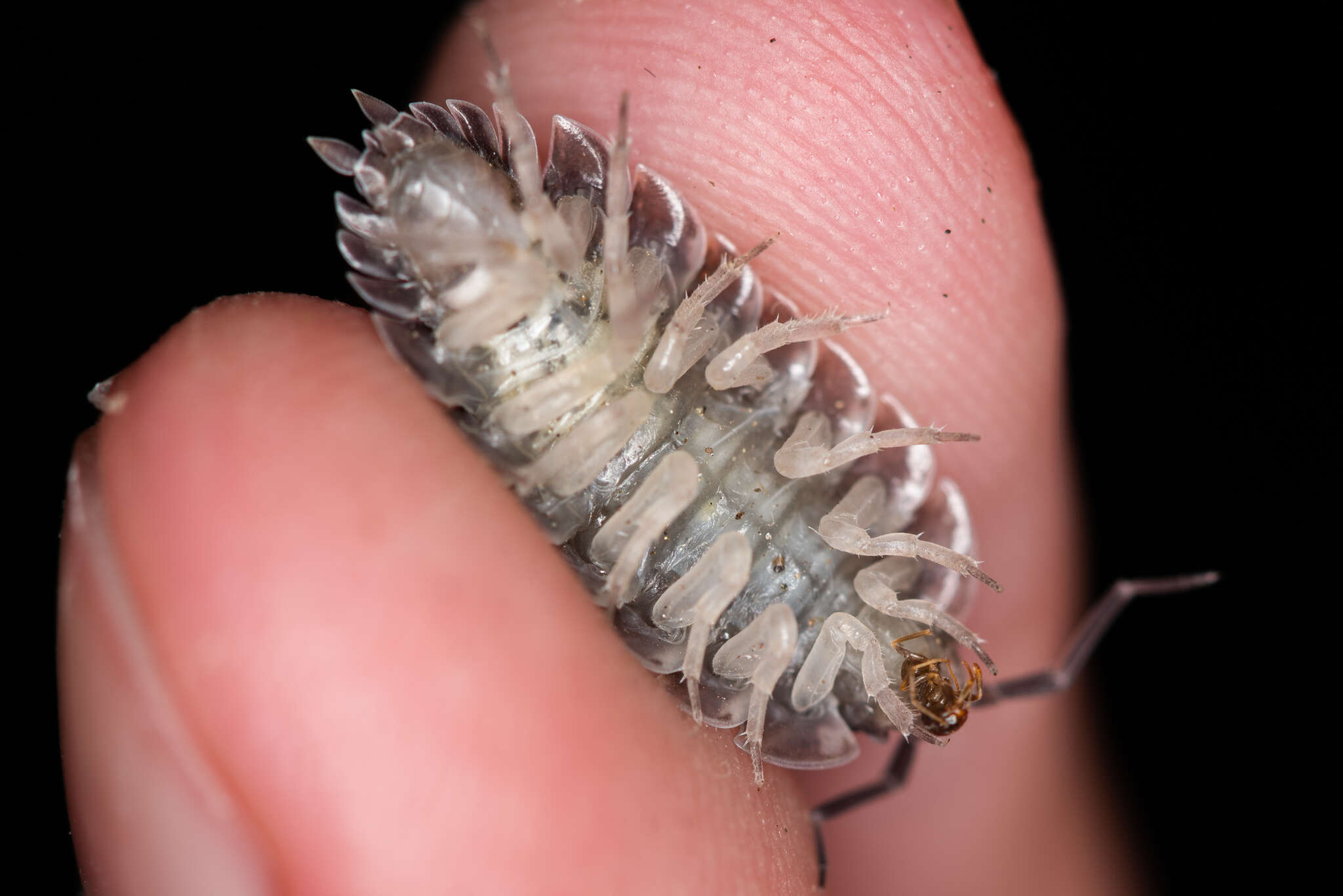 Image of Porcellio obsoletus Budde-Lund 1885