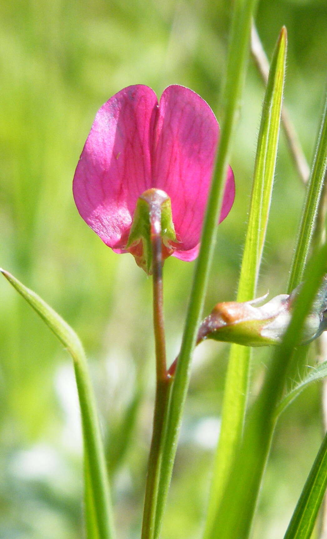 Image of Grass Vetchling