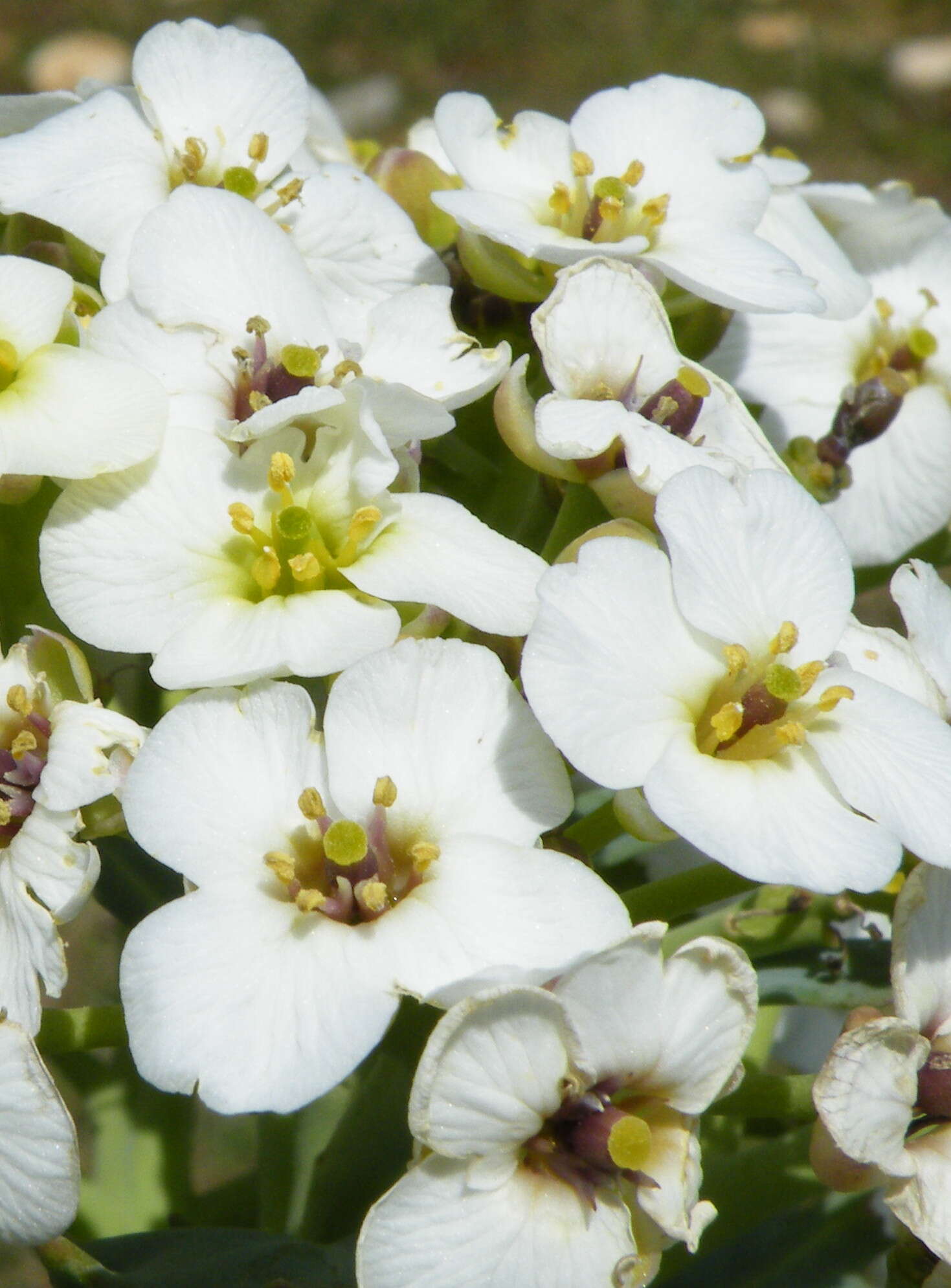 Image of sea kale