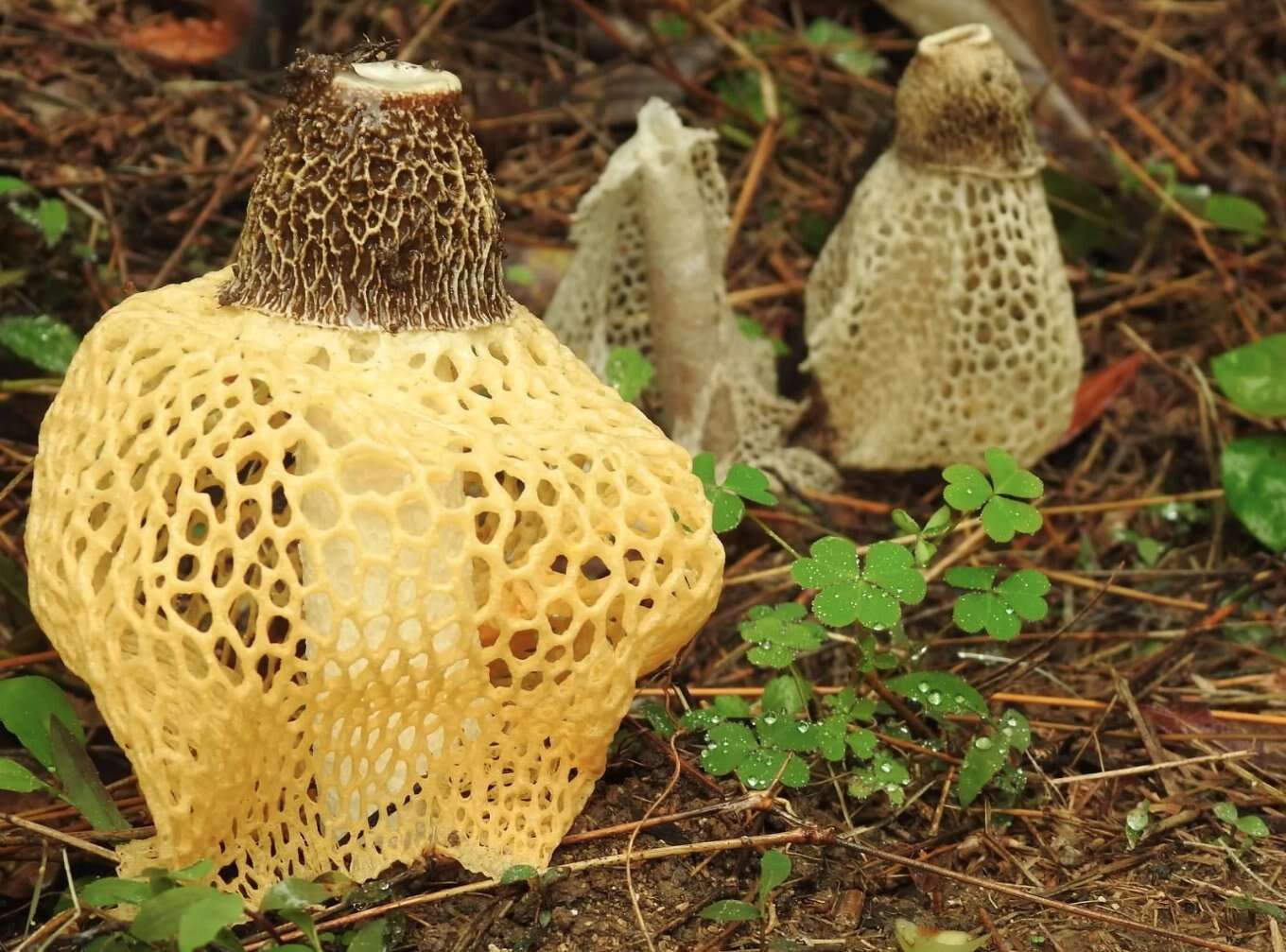 Plancia ëd Phallus luteus (Liou & L. Hwang) T. Kasuya 2009