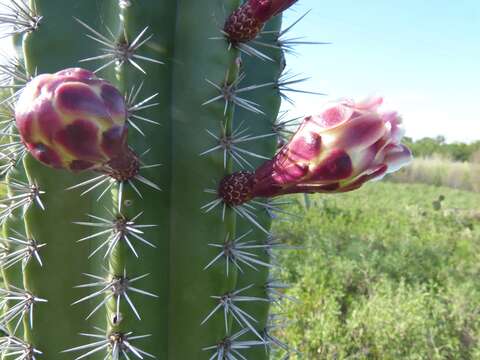 Stenocereus huastecorum的圖片