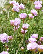 Image of thrift seapink