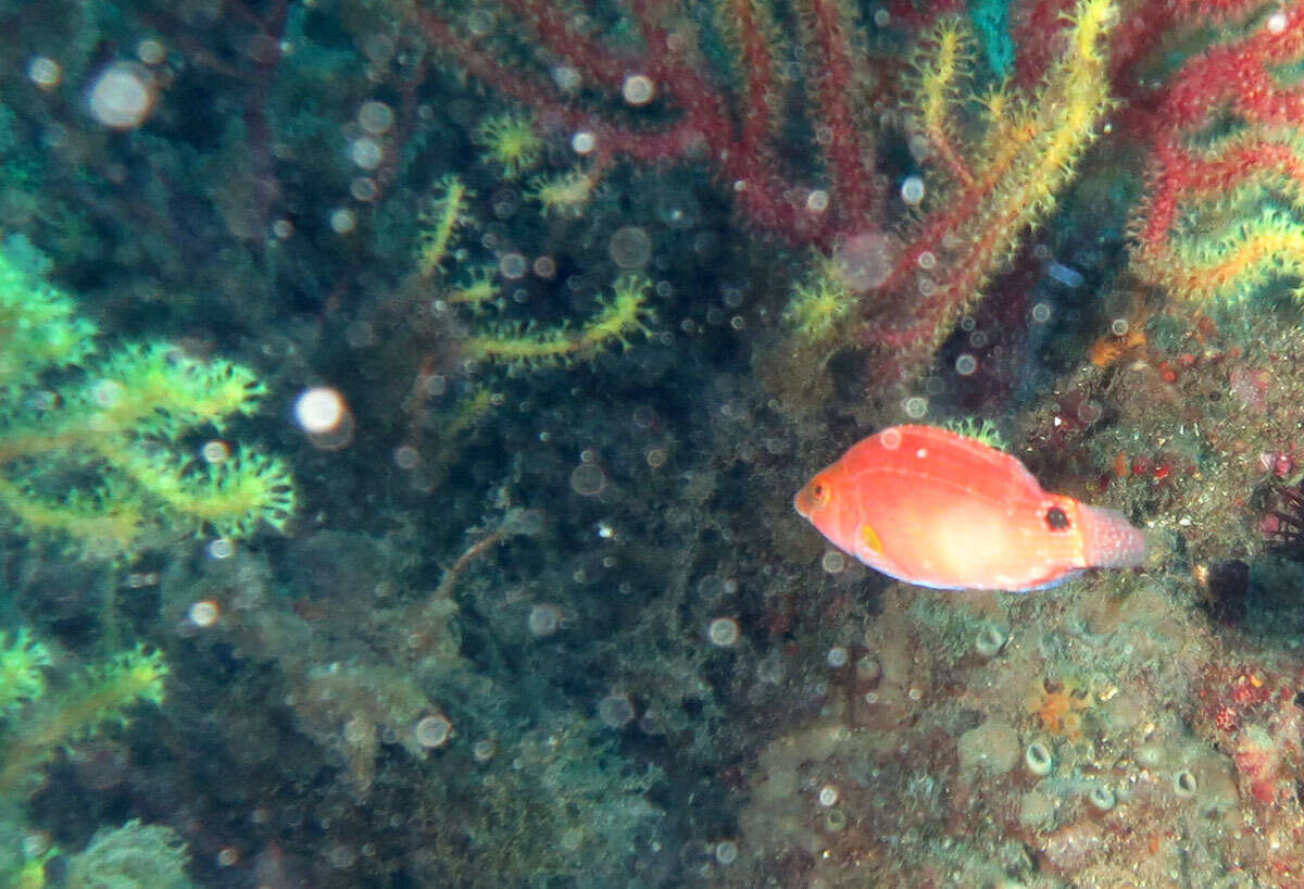 Image of Axillary Wrasse