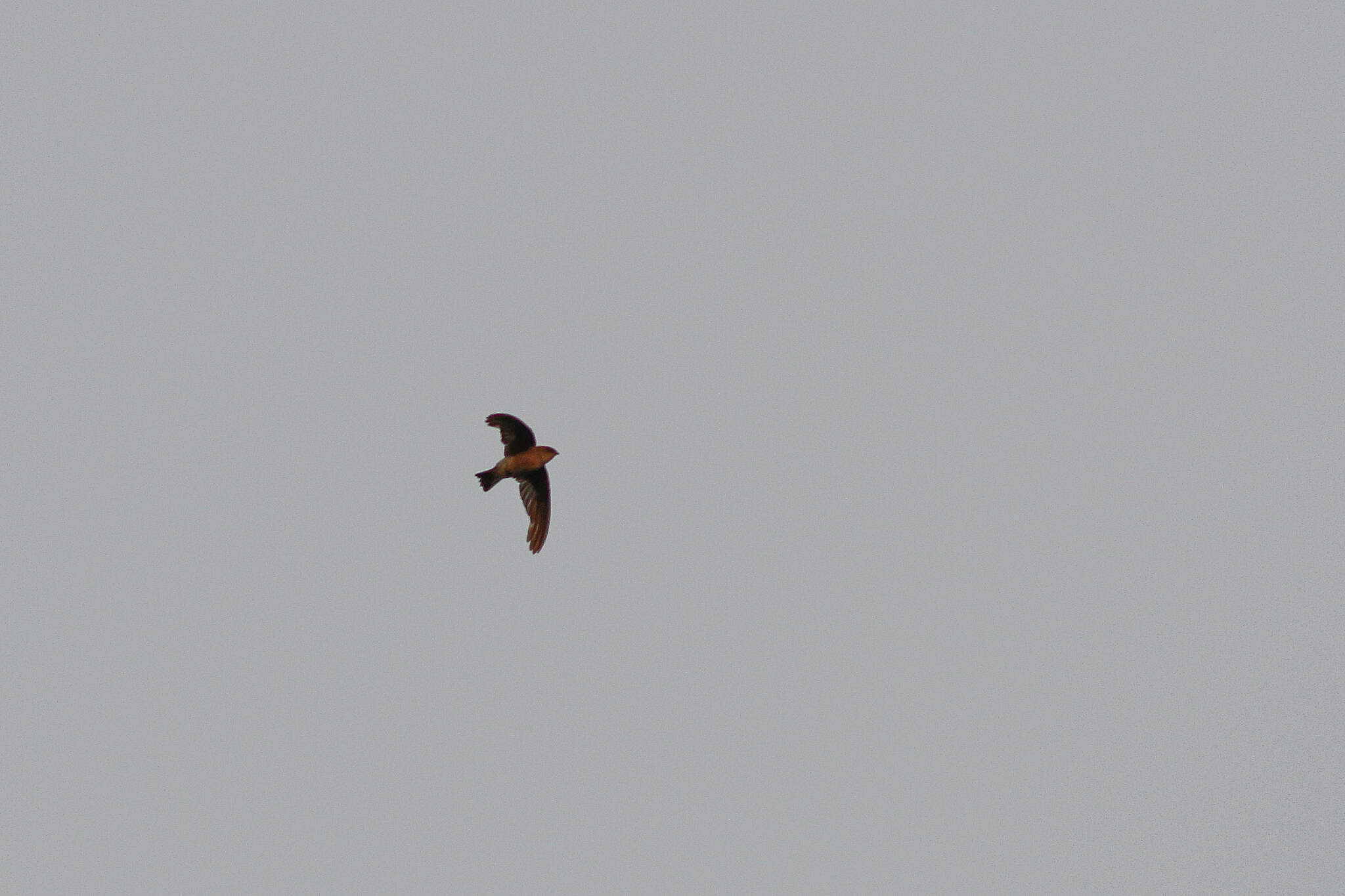 Image of Madagascar Spinetail