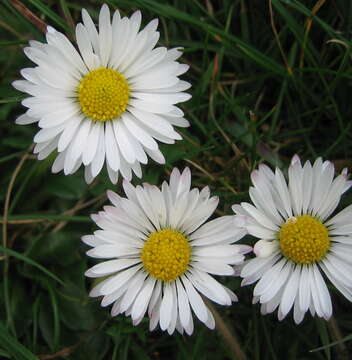 Image of Daisy