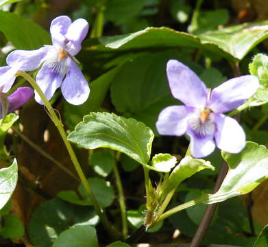 Image of common dog-violet