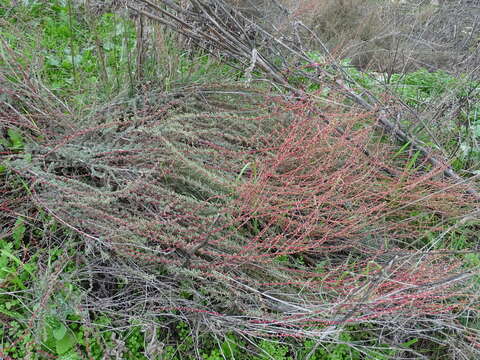 Image of Artemisia campestris subsp. glutinosa (Gay ex Bess.) Batt.