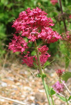 Image of Red Valerian