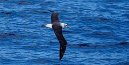 Image of Salvin's Albatross