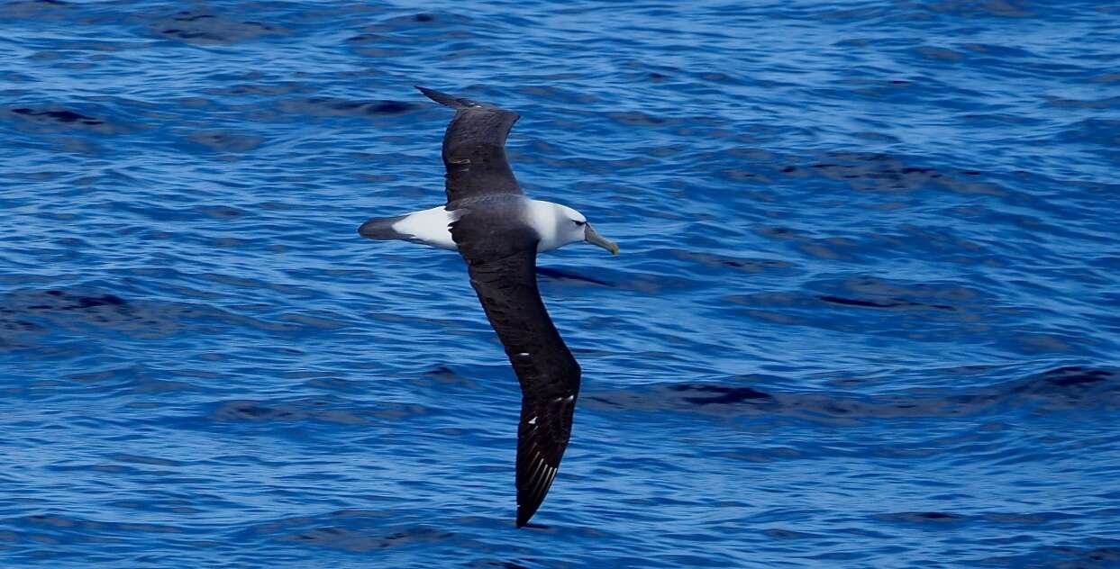 Image de Albatros de Salvin