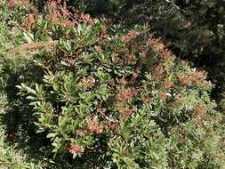 Image of fetterbush