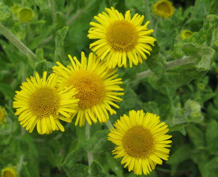 Pulicaria dysenterica (L.) Bernh. resmi