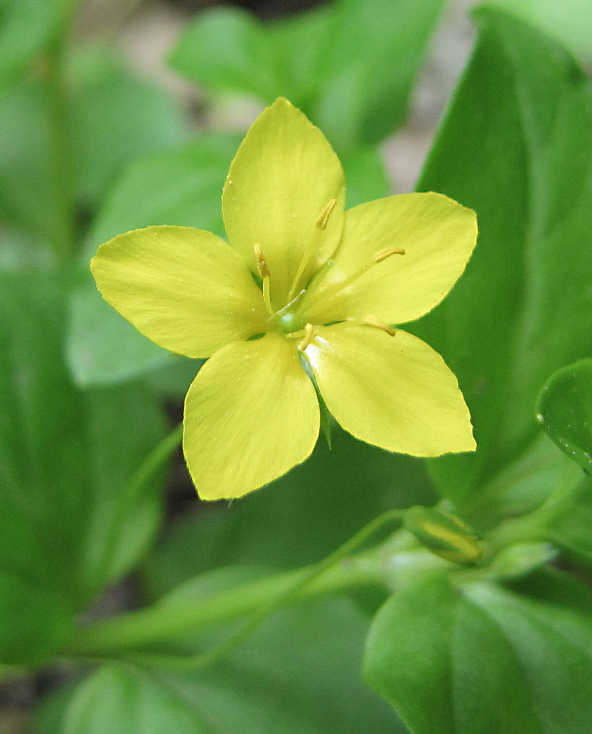 Image of Lysimachia nemorum L.