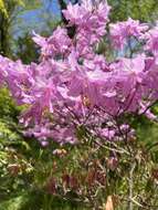 Imagem de Rhododendron dilatatum Miq.