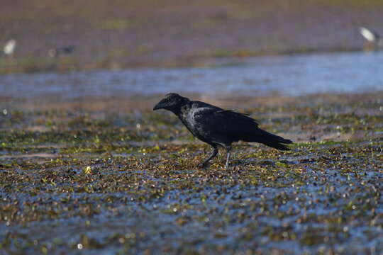 Image of Corvus brachyrhynchos brachyrhynchos Brehm & CL 1822