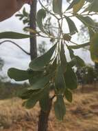 Image of Acacia hemignosta F. Muell.