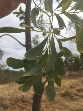 Image of Acacia hemignosta F. Muell.