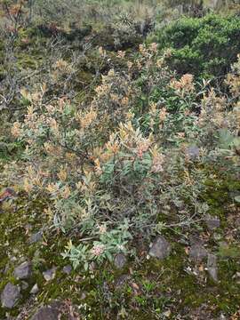 Image of Gaultheria tomentosa Kunth