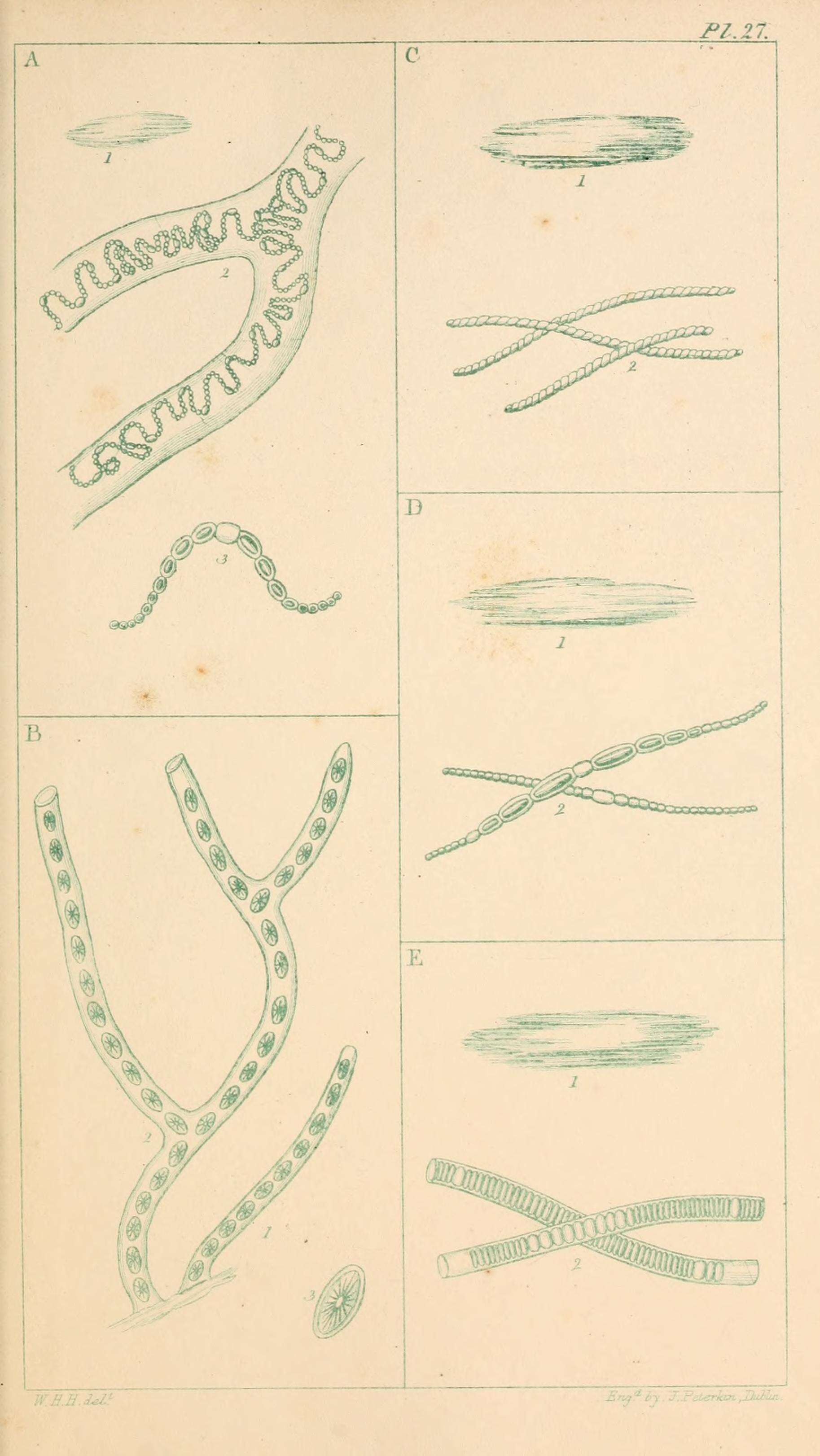 Image of Nostoc Vaucher ex Bornet & Flahault 1886